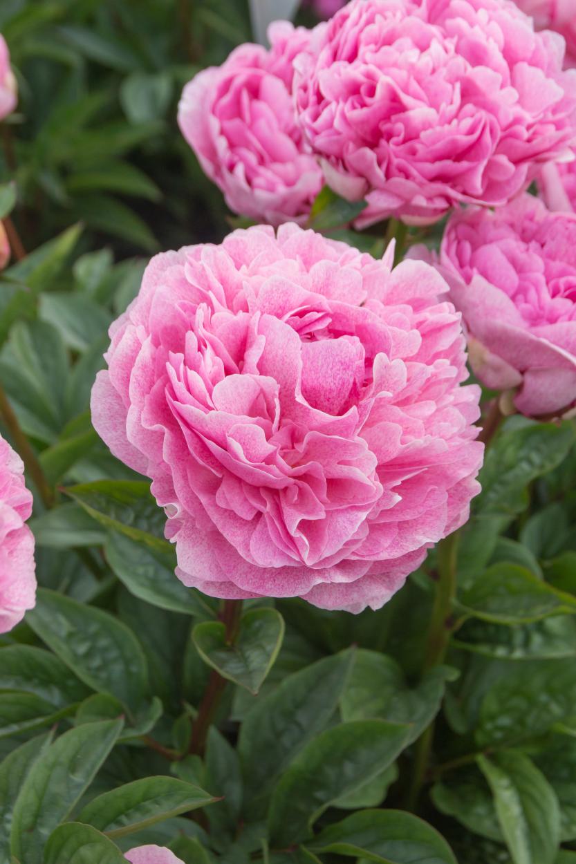 The Fawn Peony