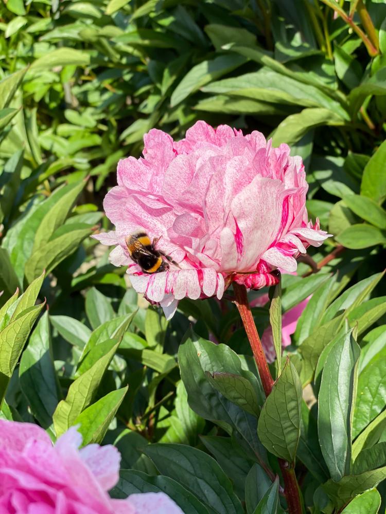 The Fawn Peony