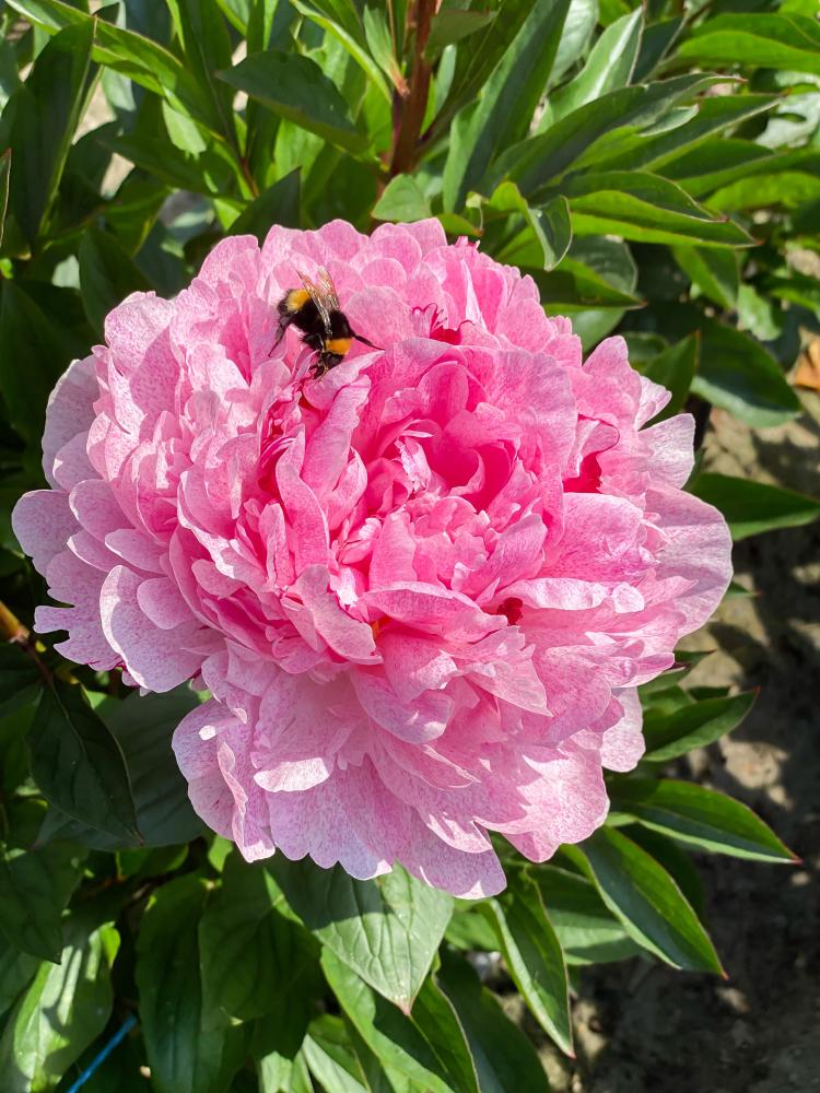 The Fawn Peony