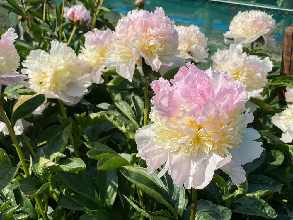 Raspberry Sundae Peony