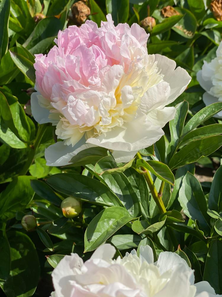 Raspberry Sundae Peony