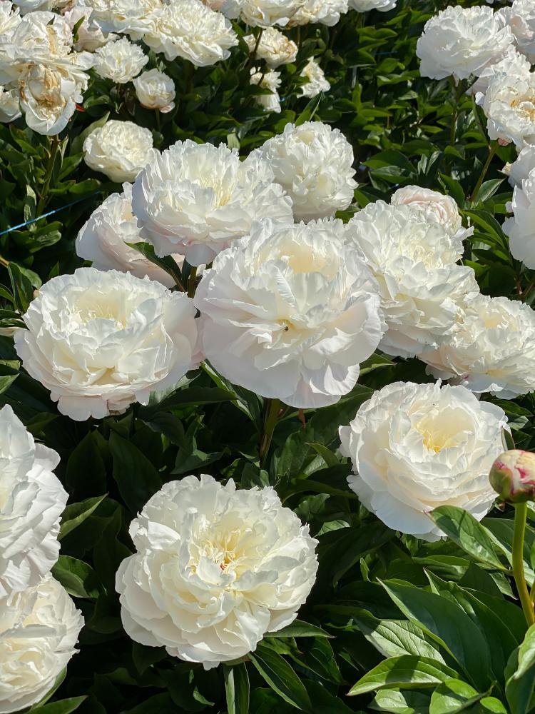 Shirley Temple Peony