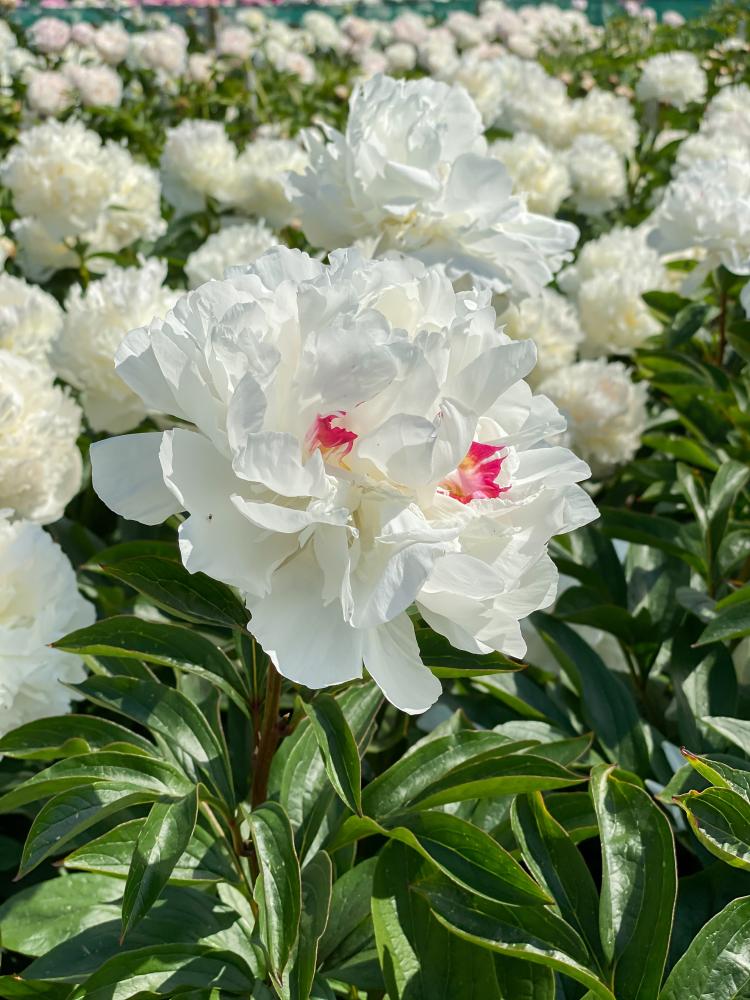 Festiva Maxima Peony