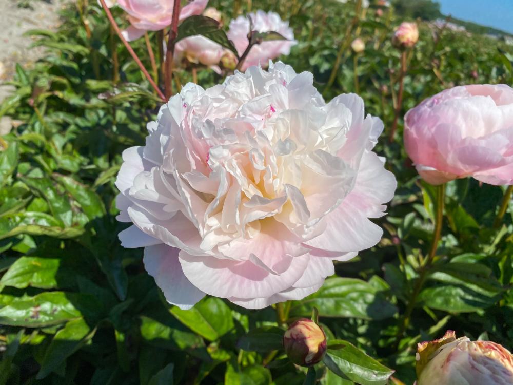 Norma Volz Peony