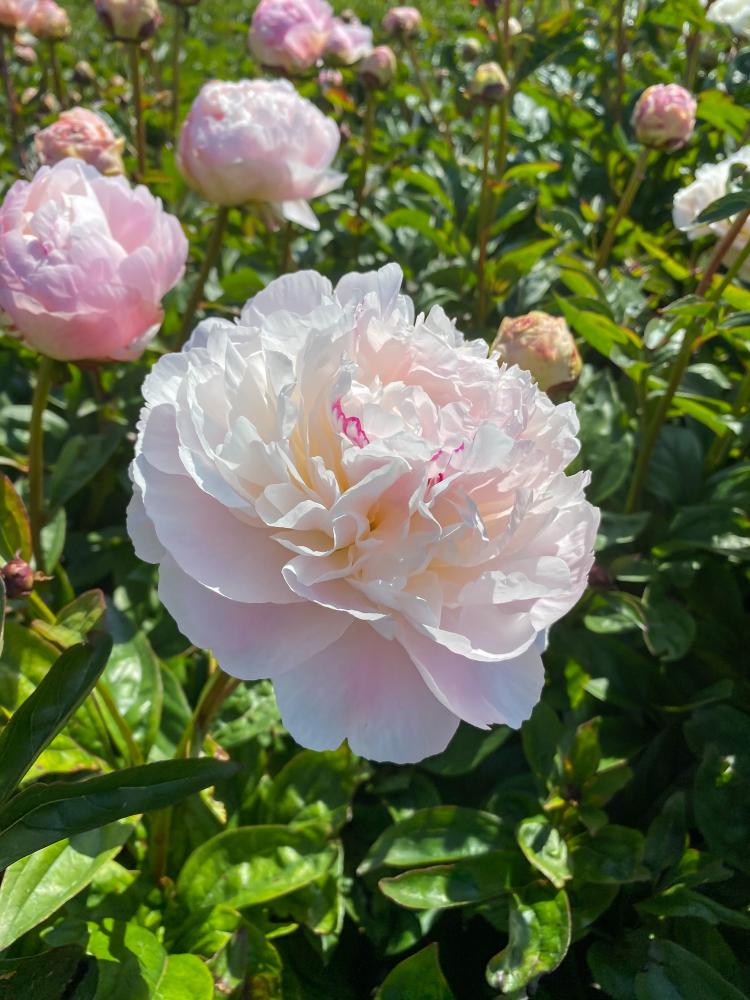 Norma Volz Peony