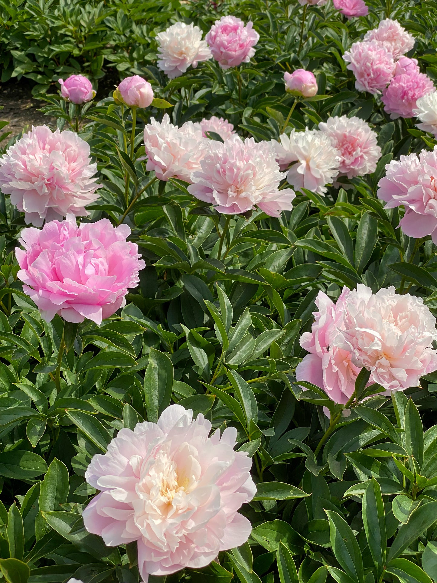 Dinner Plate Peony