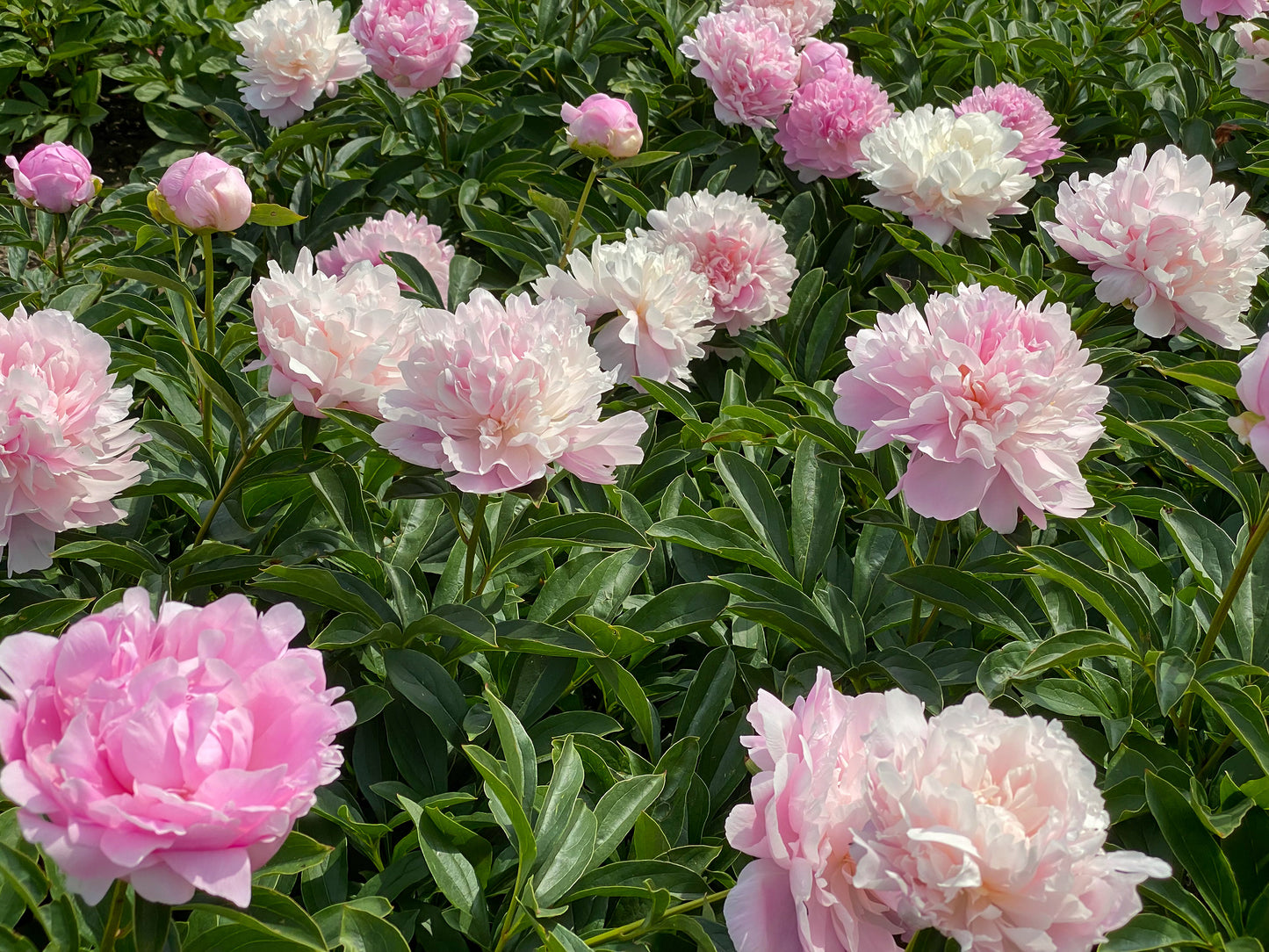 Dinner Plate Peony