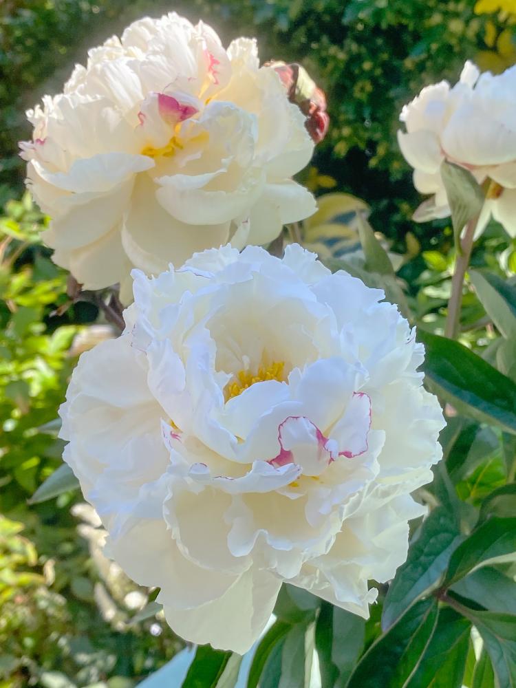 Festiva Maxima Peony