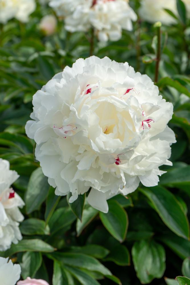 Festiva Maxima Peony