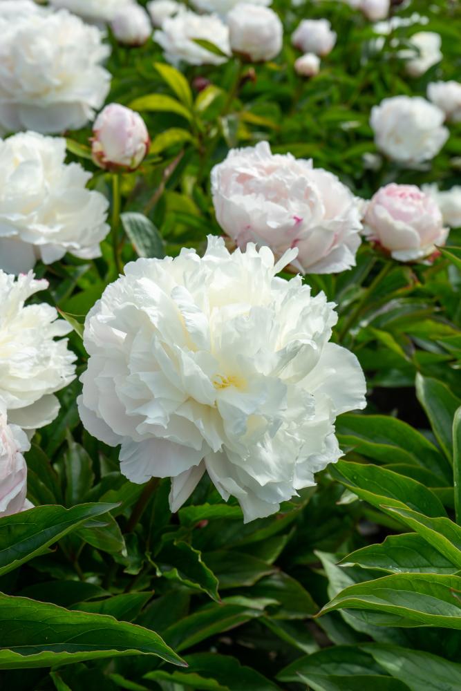 Shirley Temple Peony