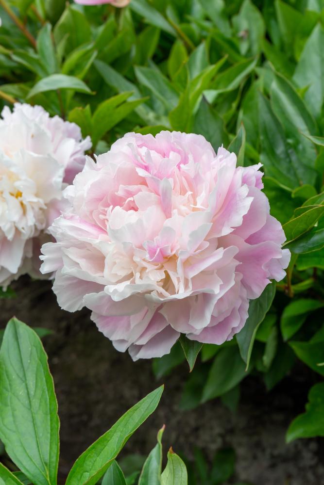 Catharina Fontijn Peony