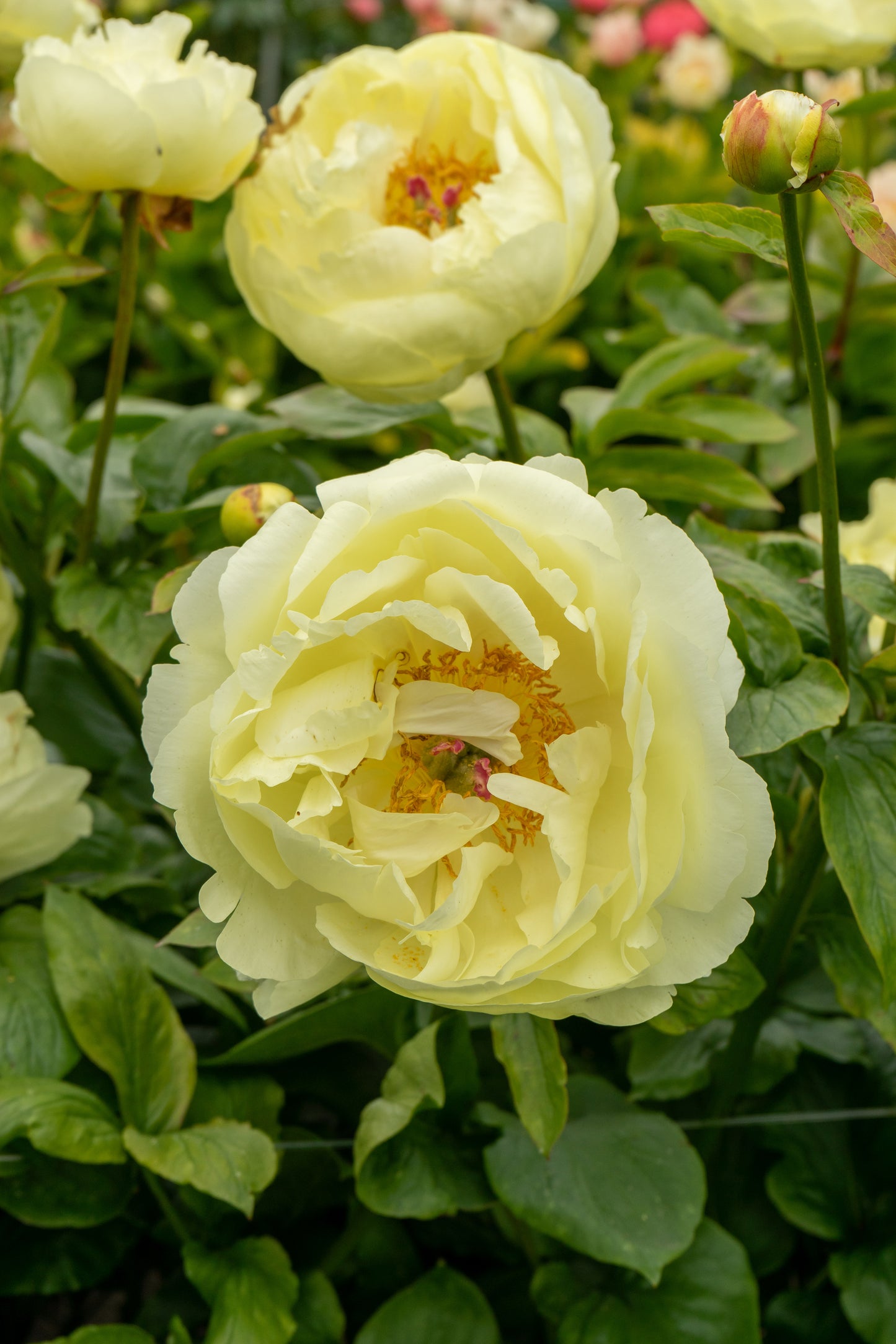 Lemon Chiffon Peony