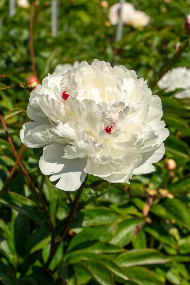 Festiva Maxima Peony