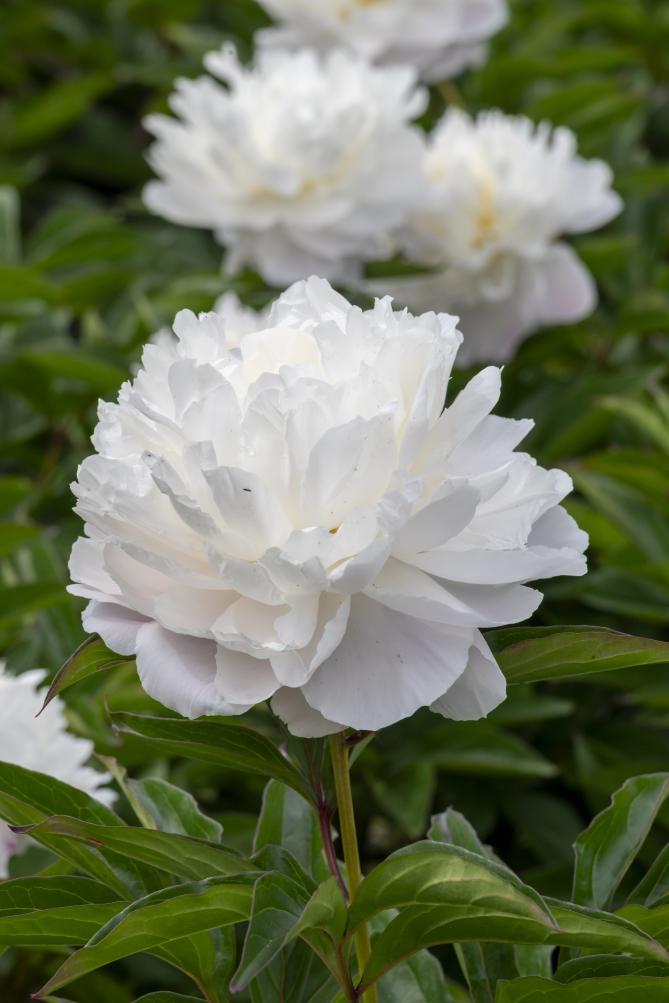 Shirley Temple Peony
