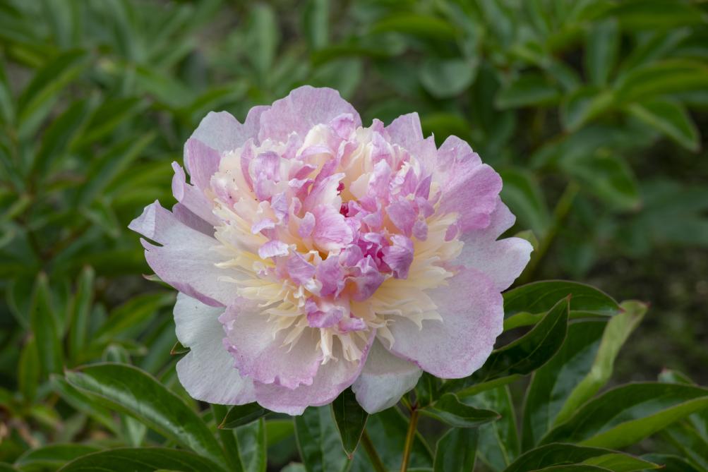 Raspberry Sundae Peony