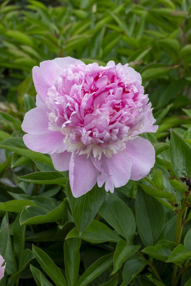 Angel Cheeks Peony