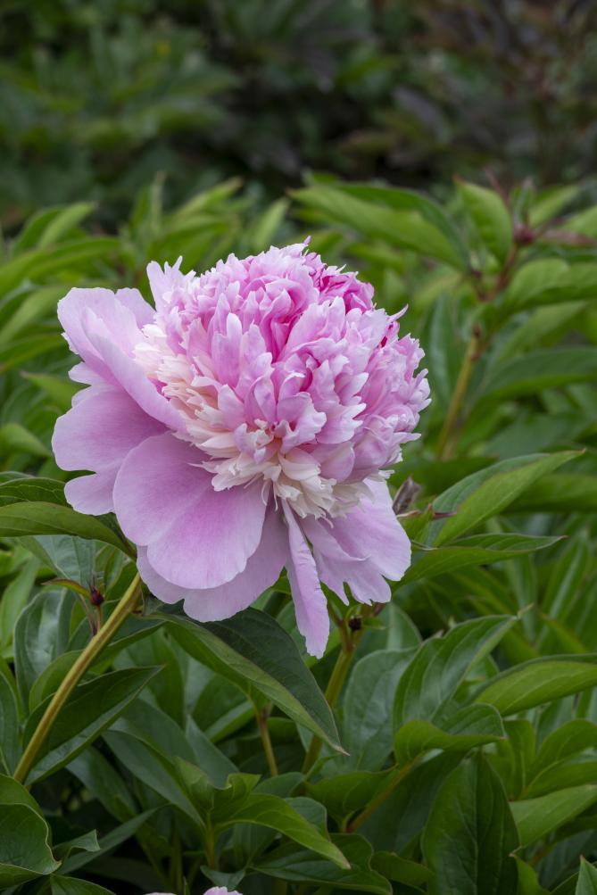 Angel Cheeks Peony