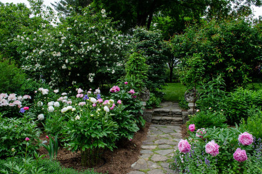 Heritage Revival Peony Collection