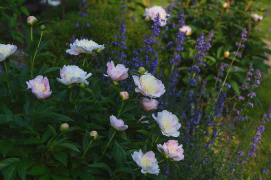 English Country Garden Collection